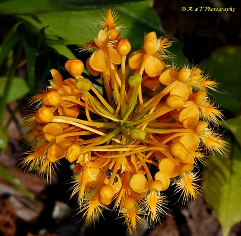 {Platanthera ciliaris}